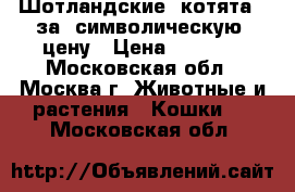 Шотландские  котята   за  символическую  цену › Цена ­ 2 000 - Московская обл., Москва г. Животные и растения » Кошки   . Московская обл.